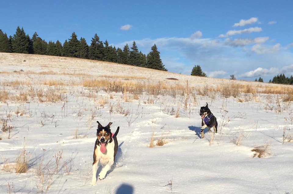 NikkiLussier | FOX 28 Spokane