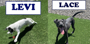 West Richland Police introduce Rent-A-Pup program