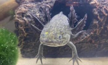 WHAT’S THE MOST UNUSUAL PET YOU’VE EVER HAD? (PART ONE)