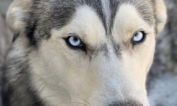 PET HEALTH INSURANCE—IS IT WORKING FOR YOU?