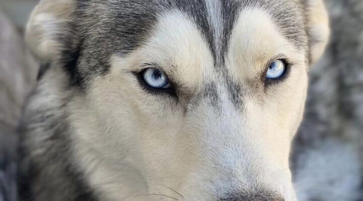 StineTheedeHeadshot-720x399jpg | Fox 11 Tri Cities Fox 41 Yakima