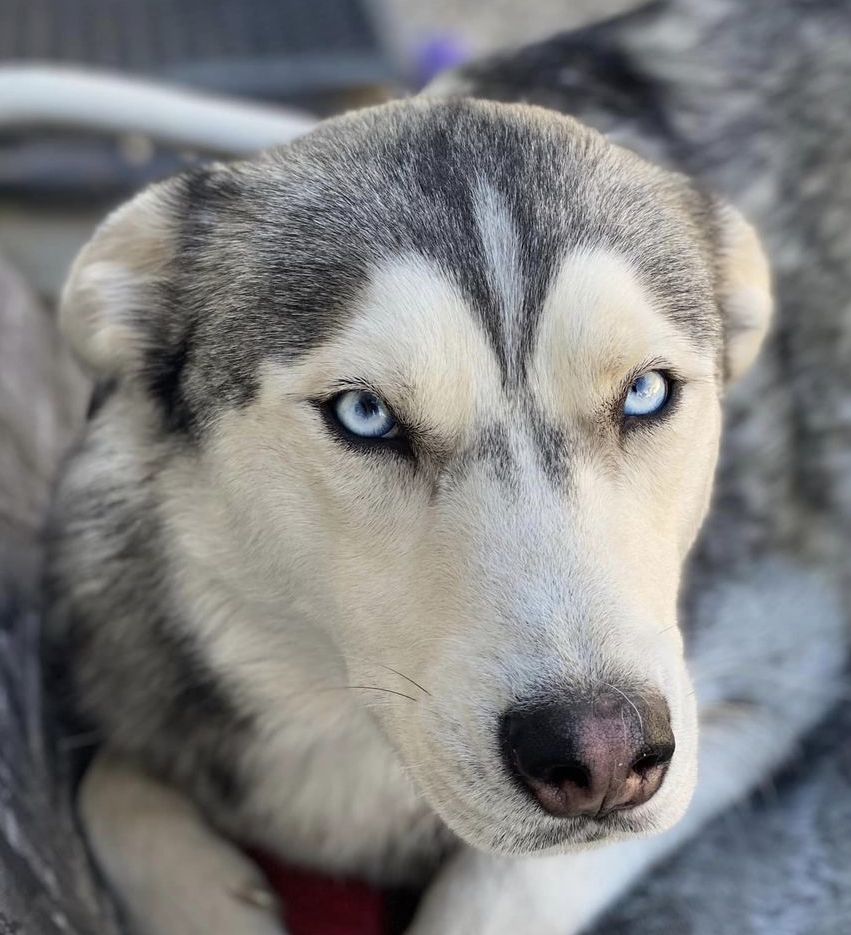 StineTheedeHeadshot | FOX 28 Spokane