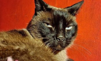 ONE CAT OR TWO? ADOPT A SECOND CAT? (PART ONE)