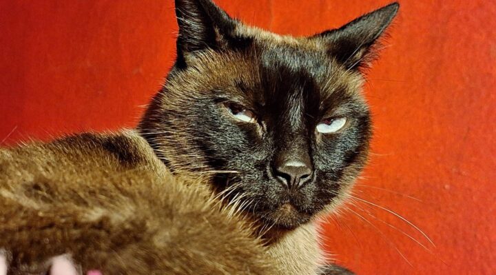 JessicaTheisendeGonzalez-720x399jpg | Fox 11 Tri Cities Fox 41 Yakima