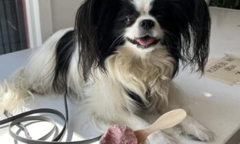 HOW DID YOU DECIDE WHAT TO NAME YOUR PET?