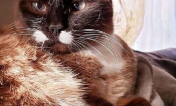 HOW DID YOU DECIDE WHAT TO NAME YOUR PET? (PART THREE)