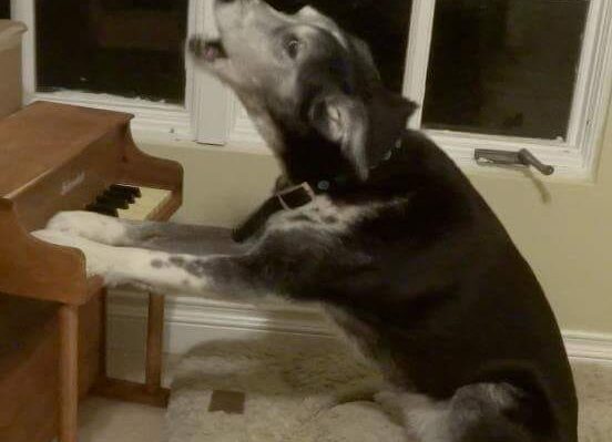 ShannonThierPongoPiano-552x399jpg | Fox 11 Tri Cities Fox 41 Yakima