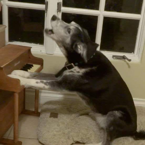 ShannonThierPongoPiano | FOX 28 Spokane