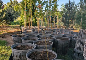 Tree planting event set for Mark Twain Elementary in Pasco