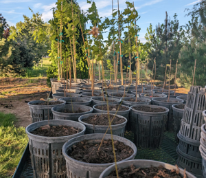 66ed9dc5a6695imagepng | Fox 11 Tri Cities Fox 41 Yakima