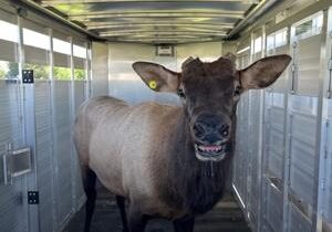 Bull elk found in Pasco safely relocated by Department of Fish and Wildlife