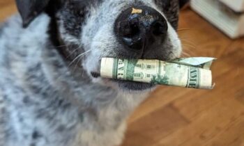 HOW DID YOU DECIDE WHAT TO NAME YOUR PET? (PART FOUR)