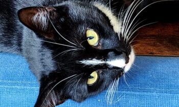 A WELL-PET VISIT CAN HELP YOU FIND THE RIGHT VET FOR YOUR NEW PET