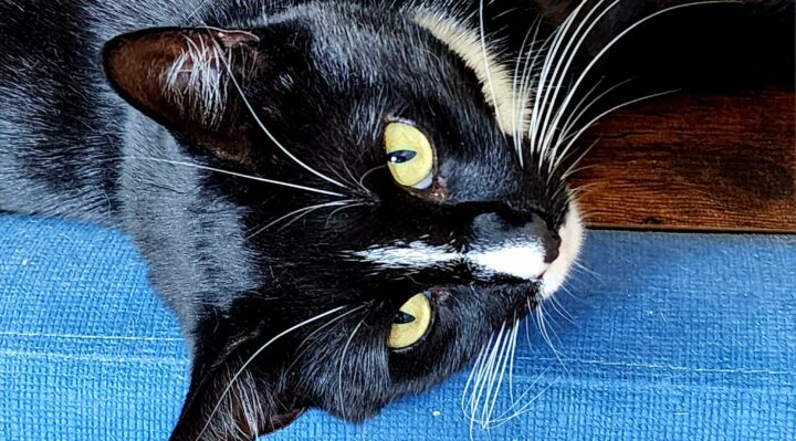 JessicaTheisendeGonzalez-720x399jpg | Fox 11 Tri Cities Fox 41 Yakima