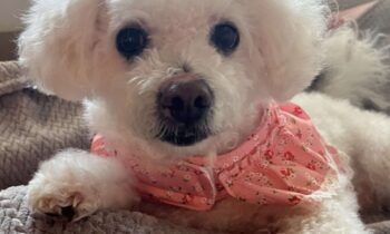 EMOTIONAL SUPPORT ANIMAL (ESA) LETTERS SOLD ONLINE—ARE THEY A SCAM?