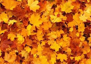 Think winter safety when finishing up your fall yard work