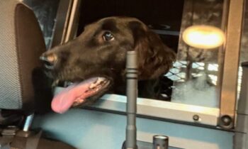 YOUR DOG WAS LOST—WAS YOUR DOG FOUND?