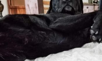 WHERE DOES YOUR DOG SLEEP?