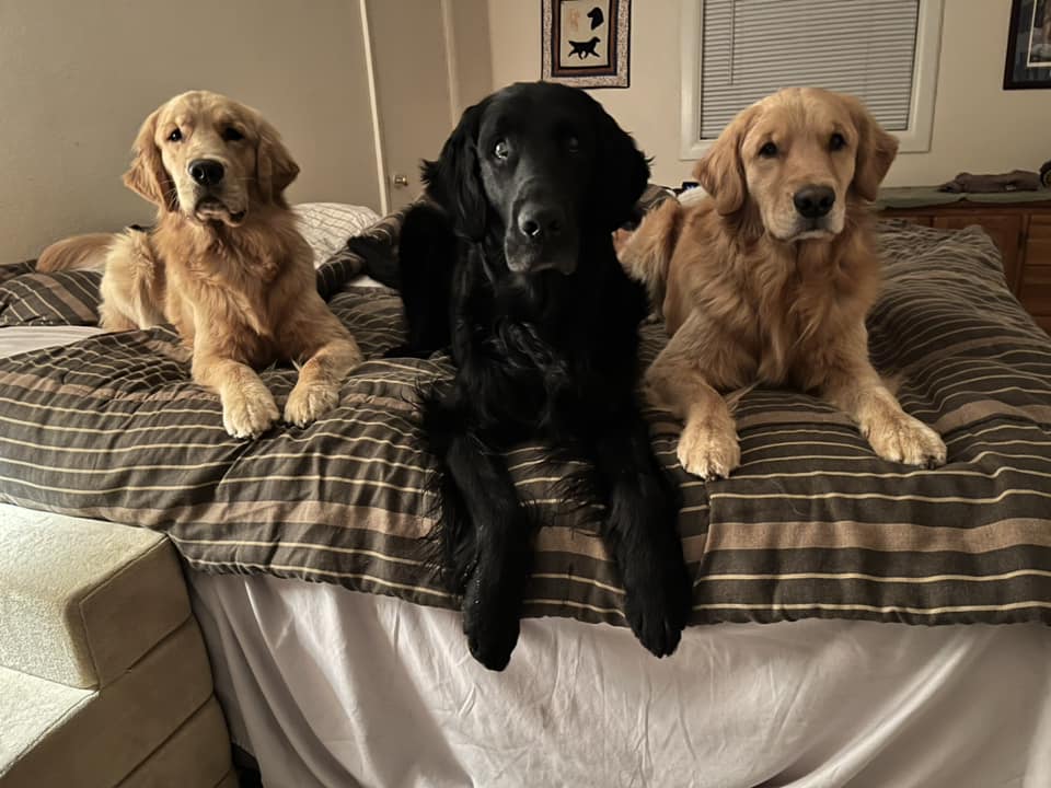 JillGibbsThreeDogs | FOX 28 Spokane