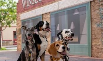 DID YOU TAKE YOUR DOG ON VACATION THIS YEAR?