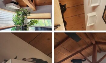HOME IMPROVEMENTS FOR CATS—CATIOS, CLIMBING STRUCTURES, AND MORE