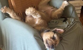 WHERE DOES YOUR DOG SLEEP? MORE ANSWERS!