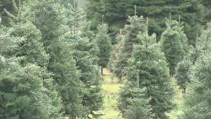 5dd476ec6c424imagejpg | Fox 11 Tri Cities Fox 41 Yakima