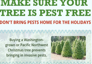 Check that perfect Christmas tree for invasive pests before you bring it home for the holidays