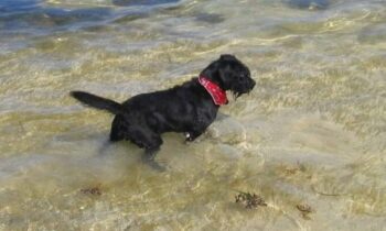 MOVING WITH PETS ACROSS AN OCEAN