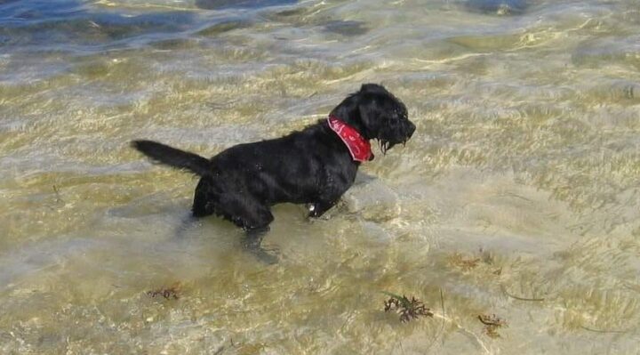 ColetteKaseOceanDog-720x399jpg | Fox 11 Tri Cities Fox 41 Yakima