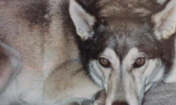 YOUR DOG WAS LOST—WAS YOUR DOG FOUND? (MORE STORIES)