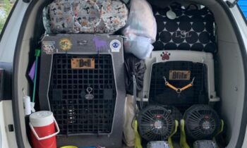 HAVE YOU MOVED WITH PETS?