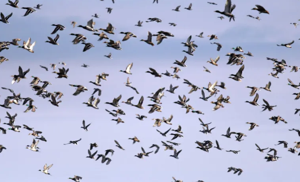 Raccoon in Walla Walla County tests positive for Avian Influenza