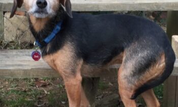 USE AN ANTI-BARK DEVICE ON A NEIGHBOR’S DOG?