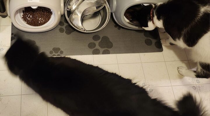 RebeccaCookBothCats-720x399jpg | Fox 11 Tri Cities Fox 41 Yakima