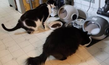 INTRODUCING CATS TO AUTOMATED FEEDERS—A TRUE STORY