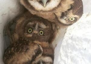 Wildlife experts use artificial burrowing owl dens as wastewater infrastructure develops in Pasco