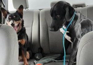 Police looking for suspects who abandoned dog on Dec. 30 in West Richland