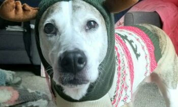 WHAT DO YOU CALL PEOPLE WHO HAVE PETS?