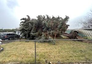 Ring cam video shows huge tree nearly falling on UPS driver in Kennewick