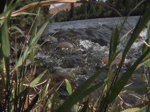 5c75f299831a3imagejpg | Fox 11 Tri Cities Fox 41 Yakima