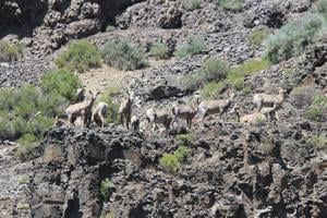 67de230dac0cdimagejpg | Fox 11 Tri Cities Fox 41 Yakima