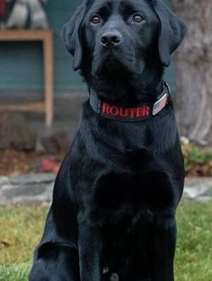 67e5a392947f8imagejpg | Fox 11 Tri Cities Fox 41 Yakima