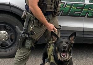 Deputies arrest probation violator with K9 help near Wapato
