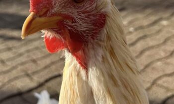 HAS YOUR REGULAR VET CLINIC CHANGED RECENTLY—FOR BETTER OR NOT?