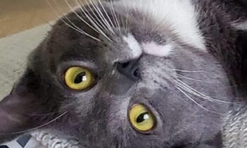 WHAT IS A CAT CAFÉ?