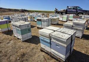 Business Spotlight: BeeBlesst