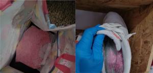 6806905bf091fimagejpg | Fox 11 Tri Cities Fox 41 Yakima