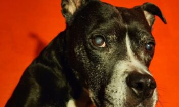 YOU WANT TO TAKE YOUR NEW PUP TO A DOG-FRIENDLY PUB?