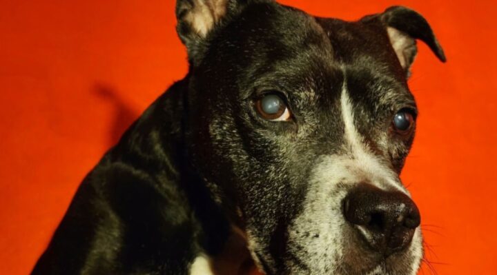 JessicaTheisendeGonzalez-720x399jpg | Fox 11 Tri Cities Fox 41 Yakima